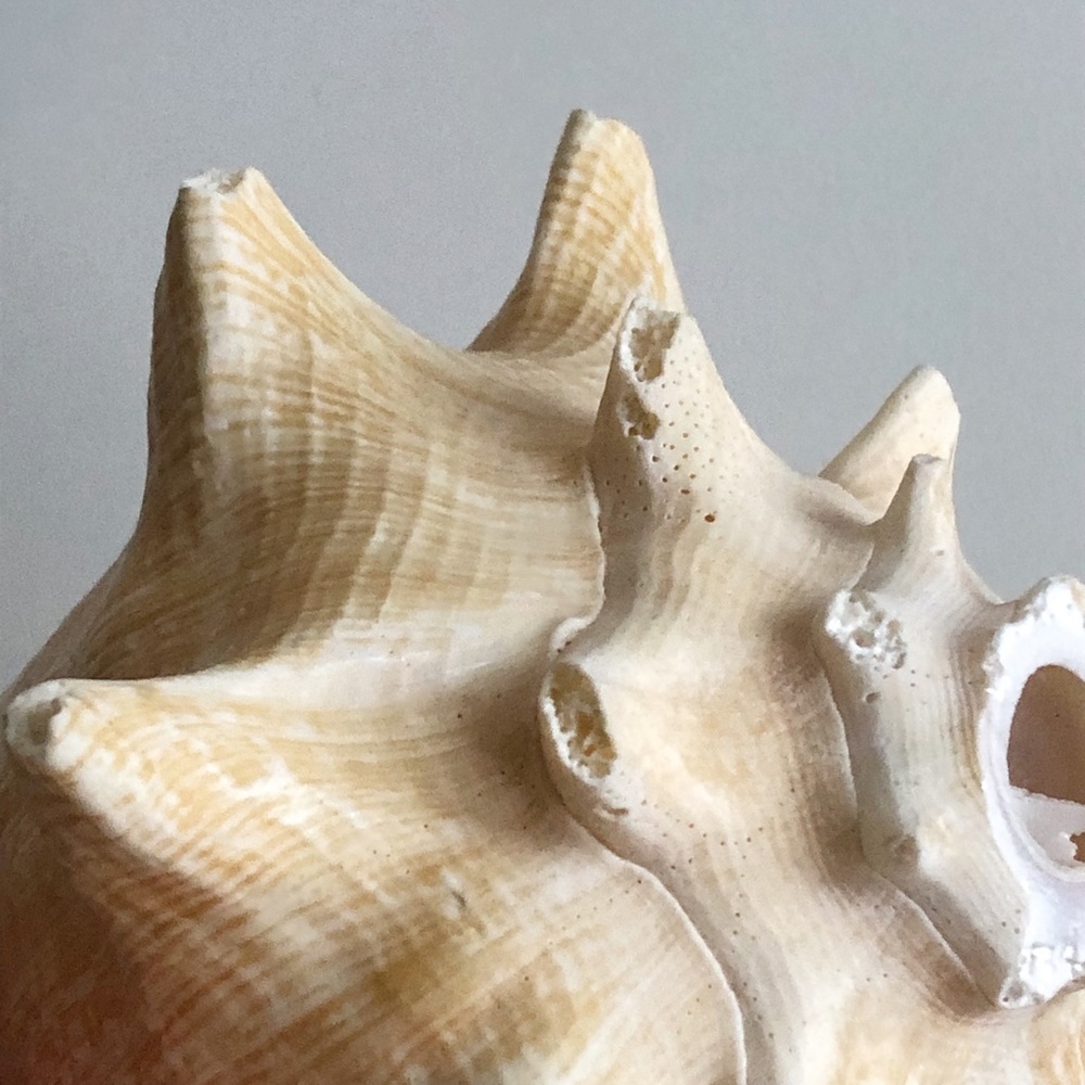 LARGE Horned Conch Shell Nautical Beach Decor - Picture 8 of 12